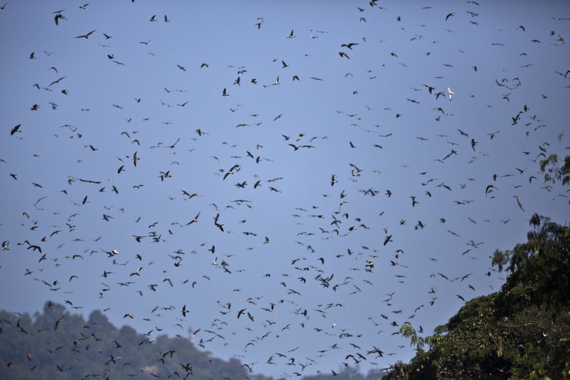 From predators to conservators: Journey of Amur falcons in Nagaland