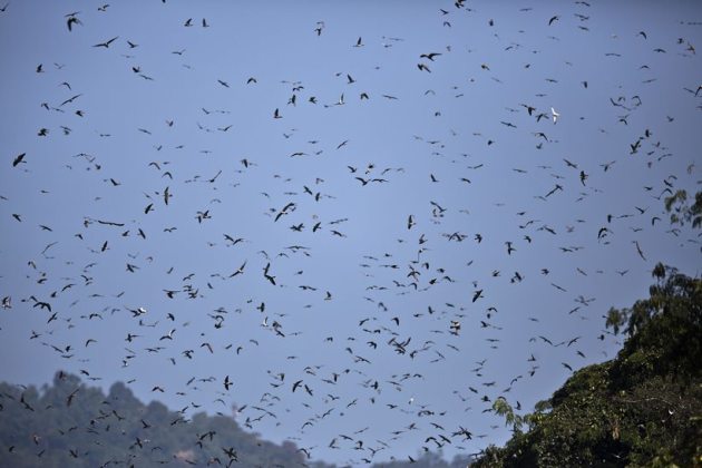 From predators to conservators: Journey of Amur falcons in Nagaland