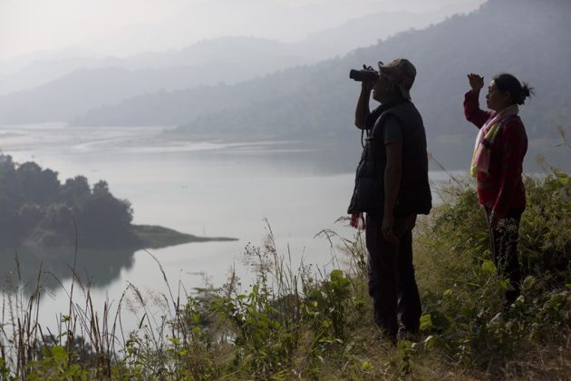From predators to conservators: Journey of Amur falcons in Nagaland