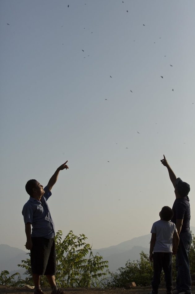 From predators to conservators: Journey of Amur falcons in Nagaland