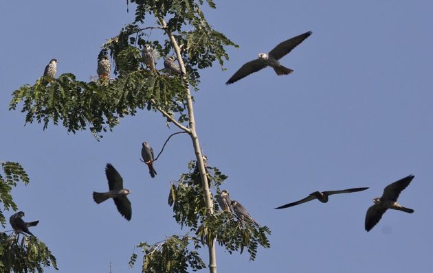 From predators to conservators: Journey of Amur falcons in Nagaland