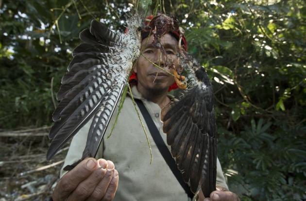 From predators to conservators: Journey of Amur falcons in Nagaland