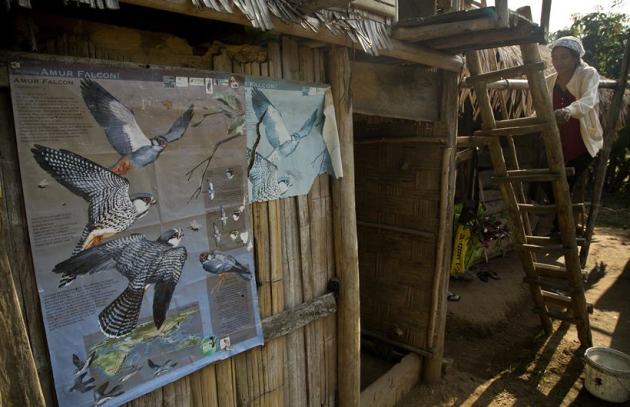 From predators to conservators: Journey of Amur falcons in Nagaland