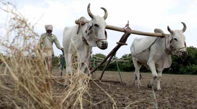Marathwada region: Rabi sowing dips amid acute water stress