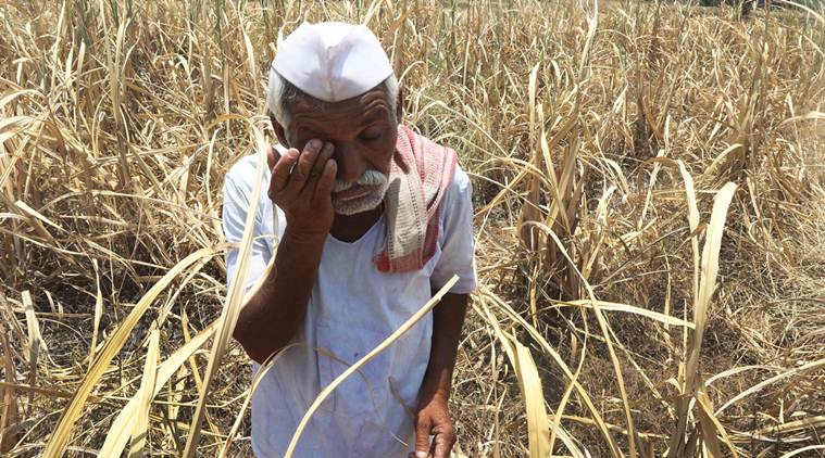 Maharashtra: Congress MLA asks Latur collector to allow offline filing of claims for crop damage