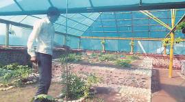 fern plants, gardening, botanical garden, sukhna wildlife sanctuary, sukhna lake, india news, indian express
