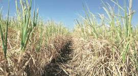 maharashtra farmers, maharashtra drought, maharashtra rainfall, indian express, maharashtra