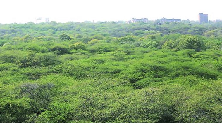 Faridabad trees,  Sarai Khawaja village, NGT, NGT Delhi, Indian express, latest news