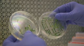 Gene-editing, gene-edited foods, genetically modified foods, genetic modification, DNA editing, biotech food