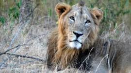 Gir lion-759 Gir forest, lord of the jungle, Gujarat’s Gir National Park,