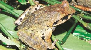Four new horned frogs discovered by Delhi University team