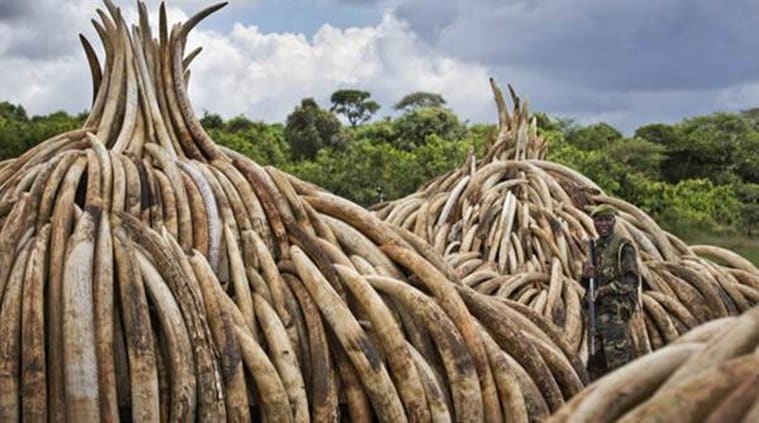 China lifts rhino horn trade ban: All you need to know
