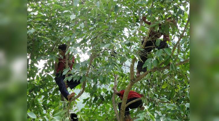 tree planting, mango juice, Rajghat, Aravalli Biodiversity Park, Gurgaon, America, National Park, National Park, Sanctuary, Delhi, Panna Tiger Reserve, Narmada dams, Assam, indian express, indian express news