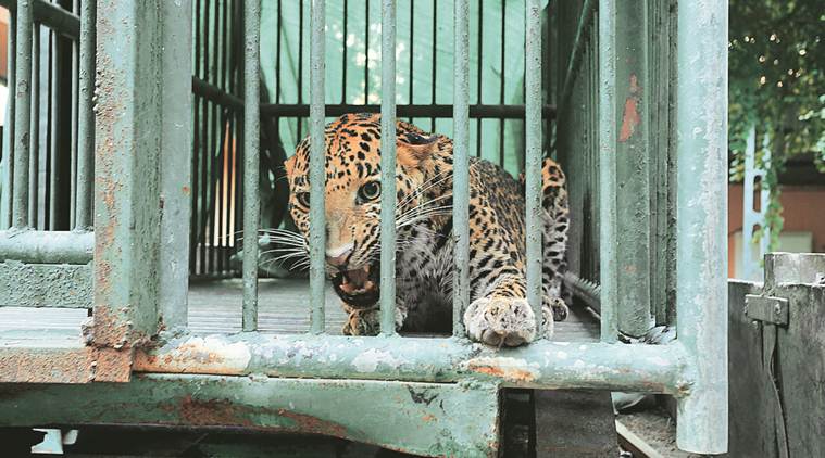 Gandhinagar: Leopard sneaks into Secretariat complex, caught later