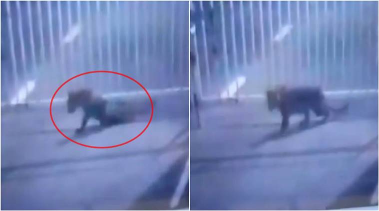 Leopard, Leopard enters Gujarat Secretariat, Leopard vira; video. Leopard in Gujarat.. animal videos, viral videos