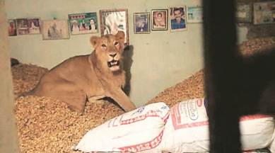 Lion enters farmer's home in Gujarat | India News,The Indian Express