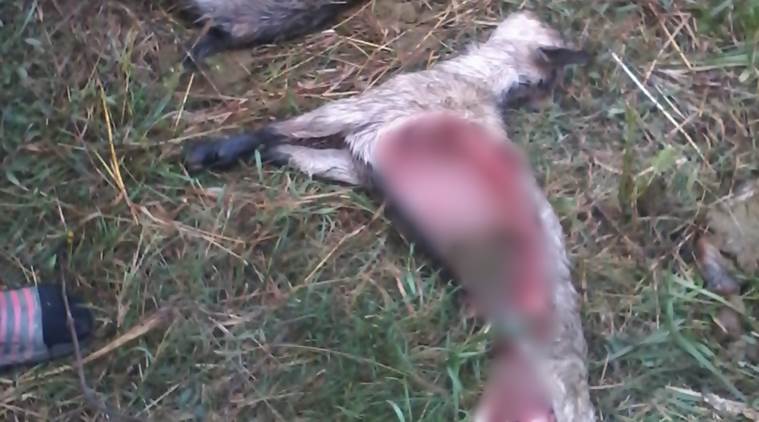 mystery animal kills livestock, mystery animal in manipur, fear of mystery animal, mystery creature attacks woman, wildlife team in manipur, northeast news, indian express