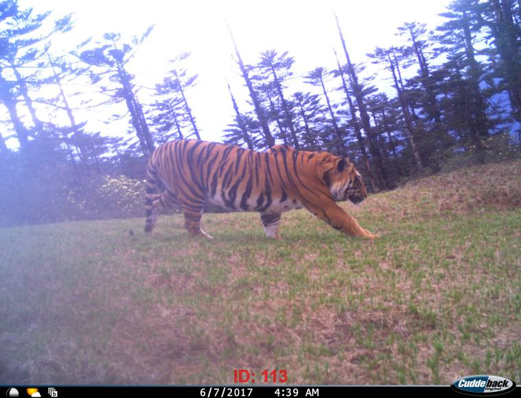 Mishmi Tiger, Wildlife Institute of India