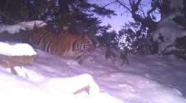Mishmi Tiger, Wildlife Institute of India