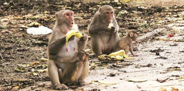 delhi monkeys