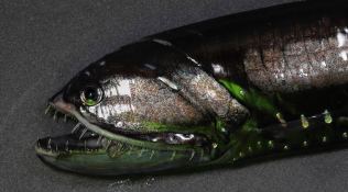 Visitors from the Ocean’s Twilight Zone