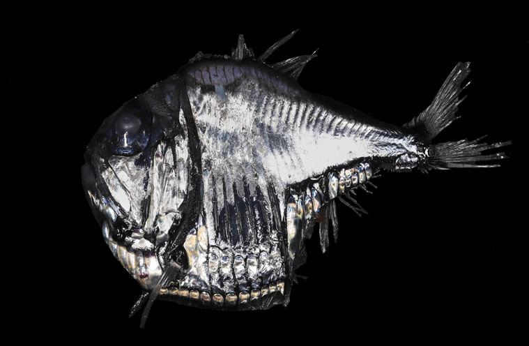 Visitors from the Ocean’s Twilight Zone
