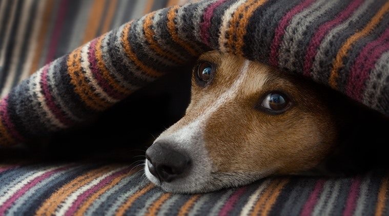 Simple ways to keep pets warm in | Lifestyle News,The Indian Express
