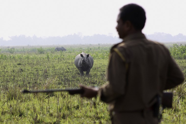 China lifts rhino horn trade ban: All you need to know