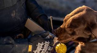 A waning war on weed in US is costing police sniffer dogs their badges