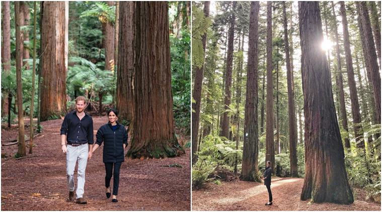 prince harry, meghan markle, duke of sessex, royal in new zealand, harry meghan baby, harry meghan baby bump, prince harry takes meghan baby bump photo, Redwoods Treewalk in Rotorua, viral news, royal news, indian express