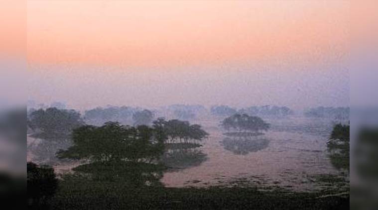 nature, jungle, mother nature, beauty of nature, nature lover, indian express, indian express news