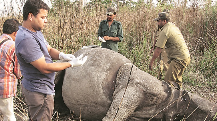 Of tiger bones and rhino horns The ban how parts are used