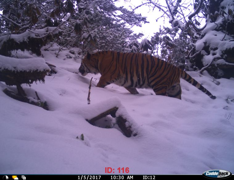Mishmi Tiger, Wildlife Institute of India