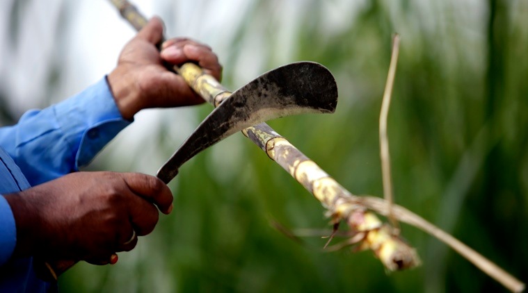 sugar buffer stock, sugarcane farmers, Union Cabinet, buffer stock, sugar mill, cane farmers, Ramvilas Paswan, Prakash Javadekar, indian express