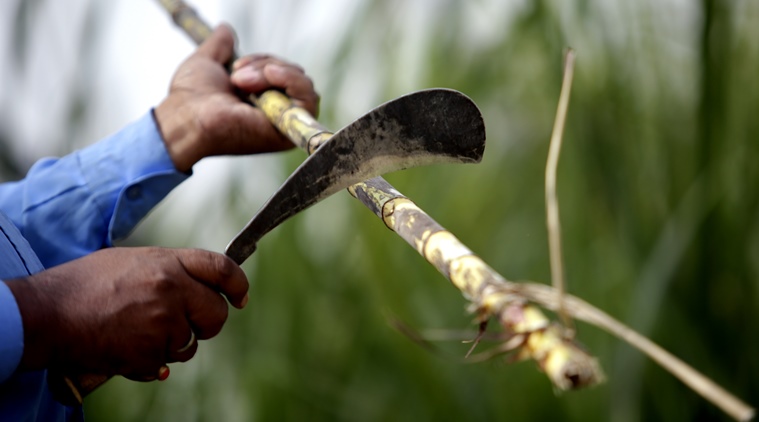 Crisis resolved in Kolhapur, sugar mills to start crushing cane