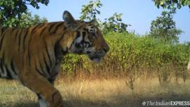 Cubs of Avni, Tigress Avni, Tigress avni cubs, Tigress avni cubs sighter, tigress avni cubs photo, Yavatmal tigress, India News, Indian Express