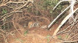 Reports suggest that the girl had stopped to pick up her dupatta that had fallen along the way when the predator pounced upon her and dragged her into the bushes. (Representational)