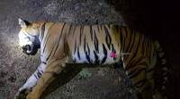 Tigress Avni killed: Cubs ‘can survive on their own for 7-8 days’, hunt on