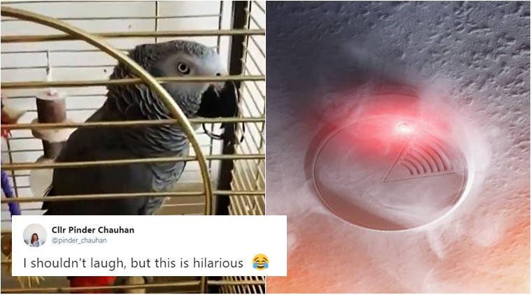 parrot imitates fire alarm, fire false alarm, funny news, odd news, weird news, bizarre news, funny news, indian express, viral news