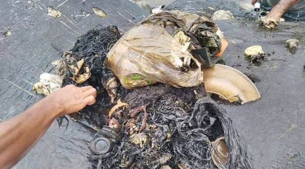 Dead whale had 115 plastic cups, 2 flip-flops in its stomach