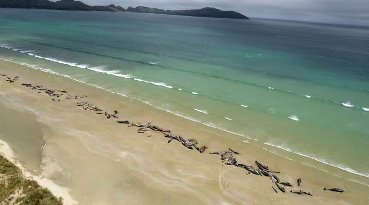 Fact Check: Why do whales beach?