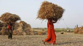‘Loan waivers won’t stop farmer suicides: Agricultural scientists