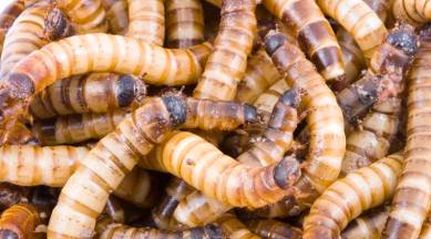woman steal bag of worms, funny robbery, funny news, odd news, indian express, viral news
