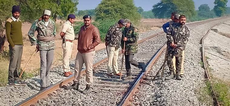 Three Asiatic lions mowed down by goods train in Amreli