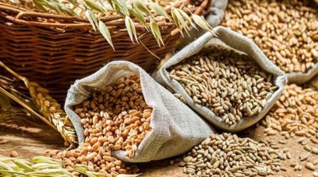 Drought- tolerant crop, Jowar, Jowar (Sorghum), rabi Sowing, Gujarat Khedut Ekta Manch, Indian Express 