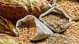 Foodgrain stocks hit record high, wheat area is largest ever