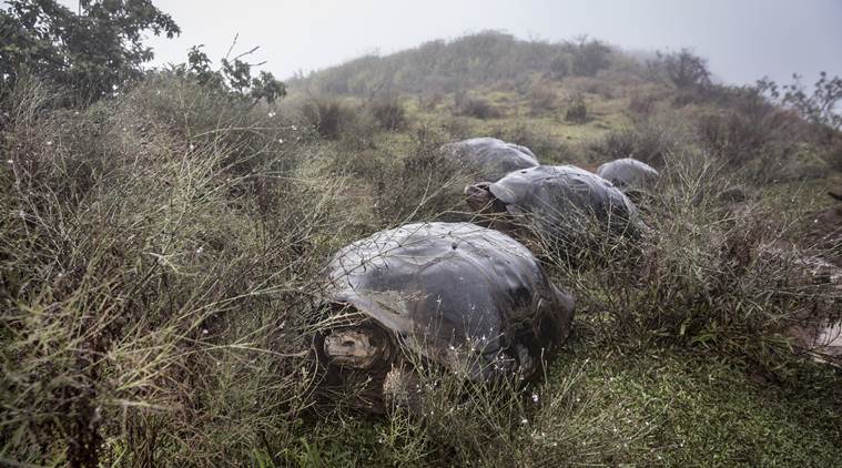 As seas warm, Galápagos Islands face a giant evolutionary test