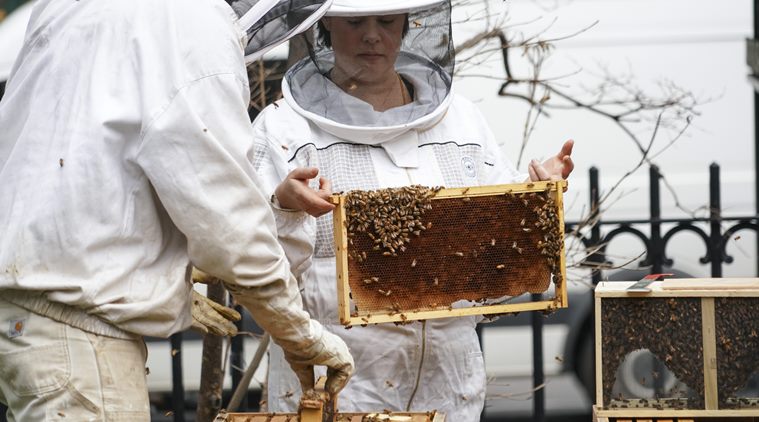 Vaccine for honeybees could be a tool to fight population decline