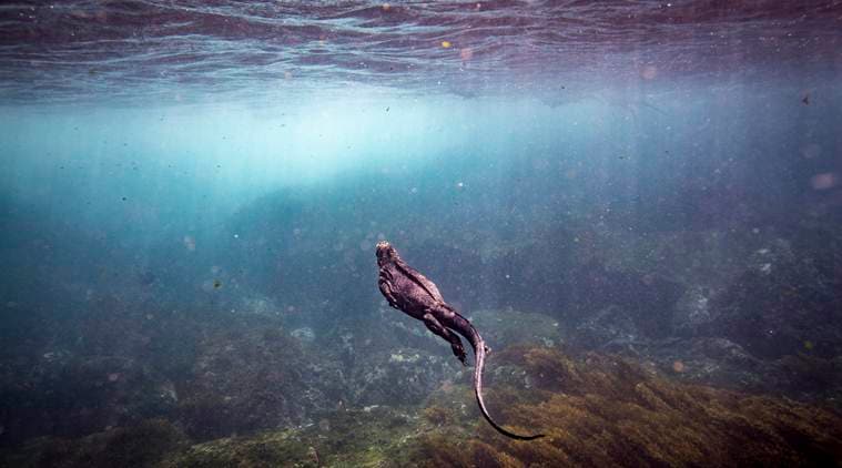 As seas warm, Galápagos Islands face a giant evolutionary test