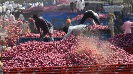 As glut hits prices in Maharashtra onion hub, farmers lose hope, brace for bleak new year